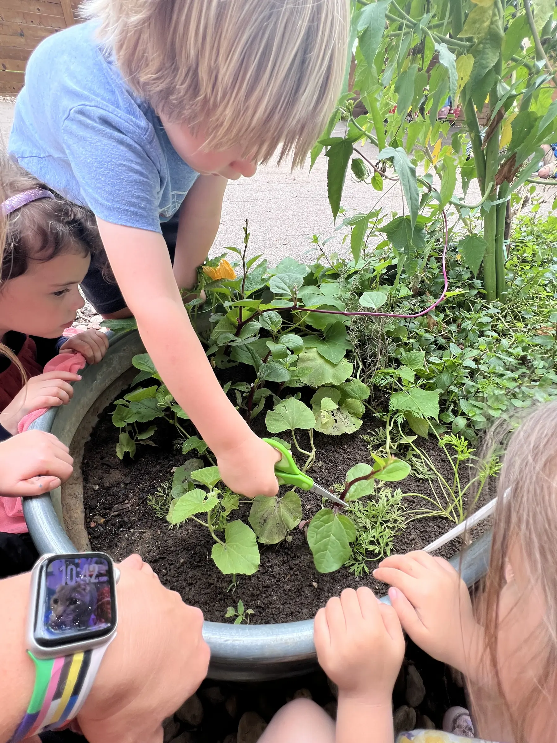 Mockingbird preschoolers tending plants together in the campus garden